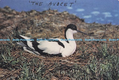 D279141 Avocet J Arthur Dixon Eric Hosking
