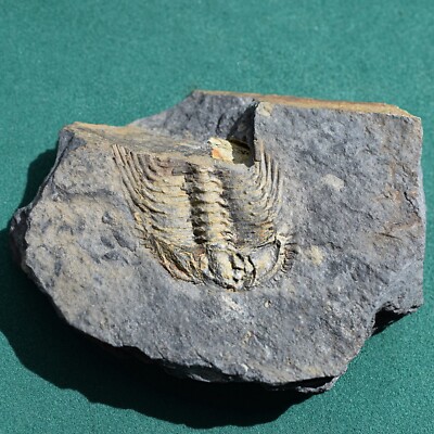 Fossile De Trilobite Leonaspis Chacaltayana - Bolivie, Période Silurien - Qualité Supérieure
