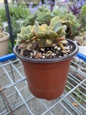 Crested Fred Ives Graptoveria cristata CUSTOM