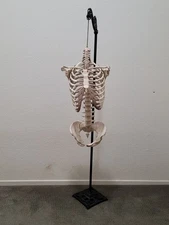 Antique Paper Mache Anatomical Model Human Skeleton Torso 1800s Oddities Curio