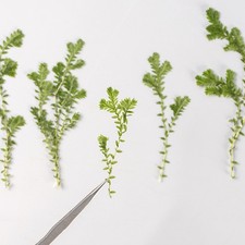 12PCS Real Pressed Dried Grass, Green Grass for art Craft FJN06