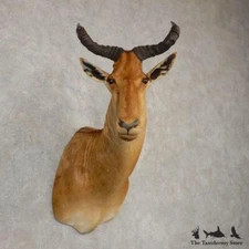 #20513 E+ | Coke's Hartebeest Shoulder Taxidermy Mount For Sale