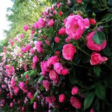 25 CLIMBING ROSE SEEDS Garden Plant Flower rare exotic