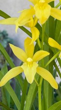 Cymbidium Golden Elf 'Sundust'. HCC/AOS. Fragrant 5" Pot