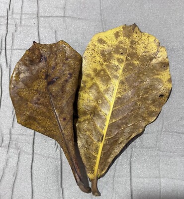 20  pieces Dried Catappa leaves/Indian almond. Shrimp, Betta Fish care.