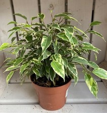 Ficus Benjamina 'Kinky' Weeping Fig Plant 12cm pot Air Purifying easy care