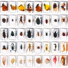 40 Pcs Insect in Resin Specimen Bugs Collection Paperweights Real Bugs in Res...