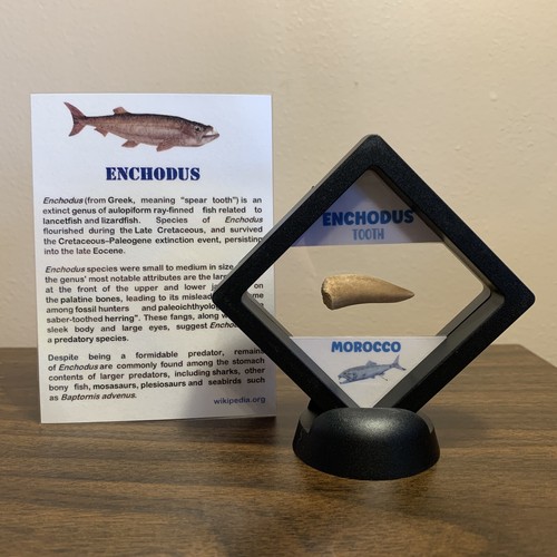 Enchodus "SabreToothed Herring" Extinct Dinosaur Age Fish Tooth Fossil eBay