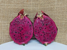 5.000+ Red Dragon Fruit Var. Sugar Dragon Seedss (Hylocereus guatemalensis)