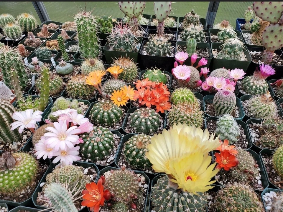 Mix Cacti seeds (100 Seeds) - Image 2 of 4