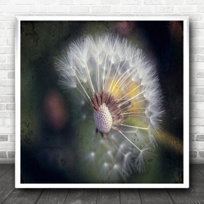 Malerische Makro Blume Pusteblumen Natur Quadrat Wandkunstdruck