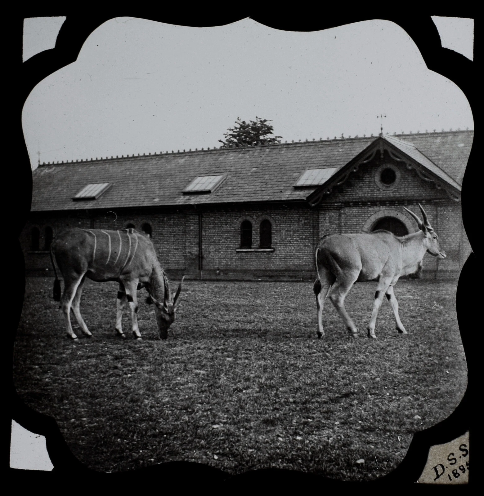 ANTELOPES AT THE ZOO DATED 1895 PHOTOGRAPH Magic Lantern Slide