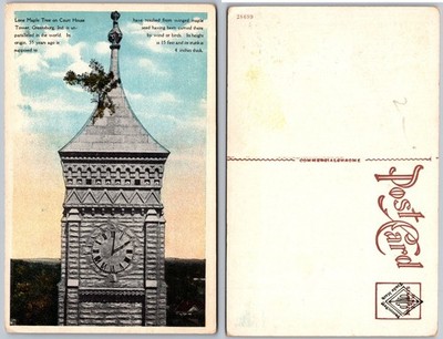 Court House Tower Maple Tree Postcard