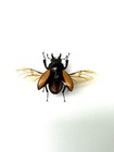 Neolucanus Parryi - Lucane Noir Brillant - Insecte Naturalisé A1 - Entomologie