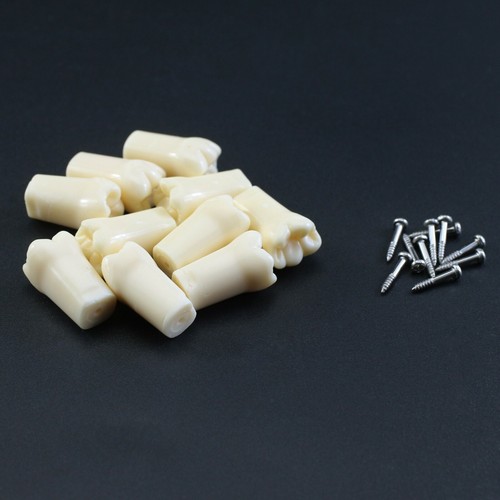 Dientes dentales Kilgore Nissin 200 #11 #21 #16 #26 #36 UR1 UR6 para Typodont M8012 - Imagen 41 de 54