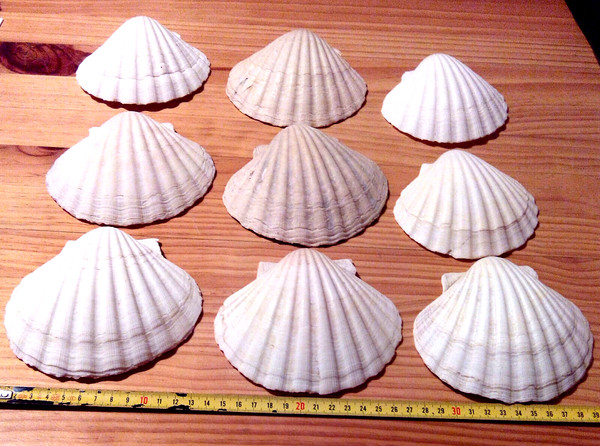Concha - 9 Conchas - 9 Shell - Shell - Lot - Flat - Wholesale - Pack 9