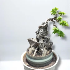 Real Picture Bonsai Bougainvillea On The Rock | Bonsai Bougainville| Bonsai Tree