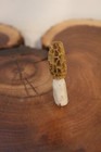 Carved Yellow Morel Mushroom from a Shed Whitetail  Antler Point — photo 4