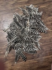 12 - Wild Turkey Primary Wing Coverts “Sword Feathers”