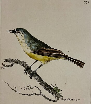 1789 Minute Warbler Bird Shaw & Nodder Hand Colored Copperplate Engraving