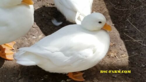 14+2 Assortment of Call Duck hatching eggs, NPIP & AI Clean