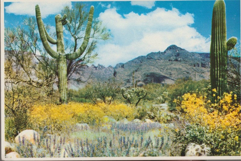 Springtime Brings Color to the Desert - Vintage Arizona Petley Postcard PC086