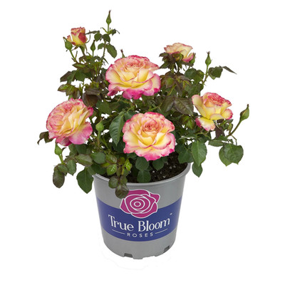 Multicolor Floribunda Rose Bush Live Plant 8Qt Pot Full Sun Perennial