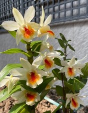 Dendrobium Christy Dawn. Blooming Size Dendrobium Orchid Hybrid. Beautiful Long