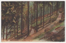 CPA 88 REMIREMONT Sous Bois n° 52