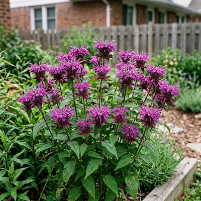 #ad 1000 Purple Bee Balm Seeds for Planting Heirloom Purple Bee Balm Flower Seeds $5.99