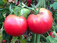 35 Graines - Tomate Rose de Berne - Ancienne - Semences Paysannes - BIO
