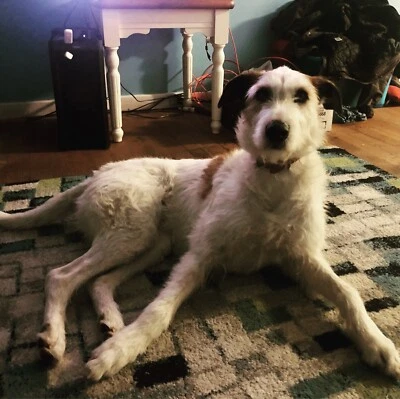 wolfhound x for sale