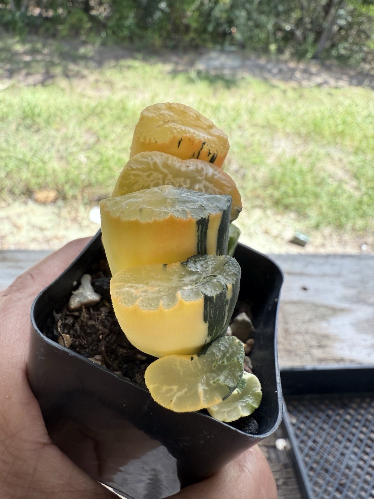 Haworthia Truncata Salmon Variegation Rare African Horse Teeth Succulent