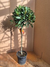 Standard Bay Tree | Laurus nobilis | 90cm
