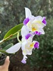Flared Cattleya - Lc. Exotic Tropical Dipper - 11630 — photo 3