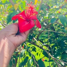 100 Natural Hibiscus Flower Leaves powder Premium Quality