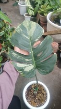 monstera mint variegated one leaves whith phytosanitary