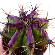 Echinocactus ingens var. grandis 6-10cm -  - STRONG SPINES