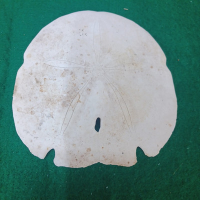 LARGE Arrowhead Sand Dollar--Keyhole Sand Dollar-Shell-craft-4.5'' x 4.5''