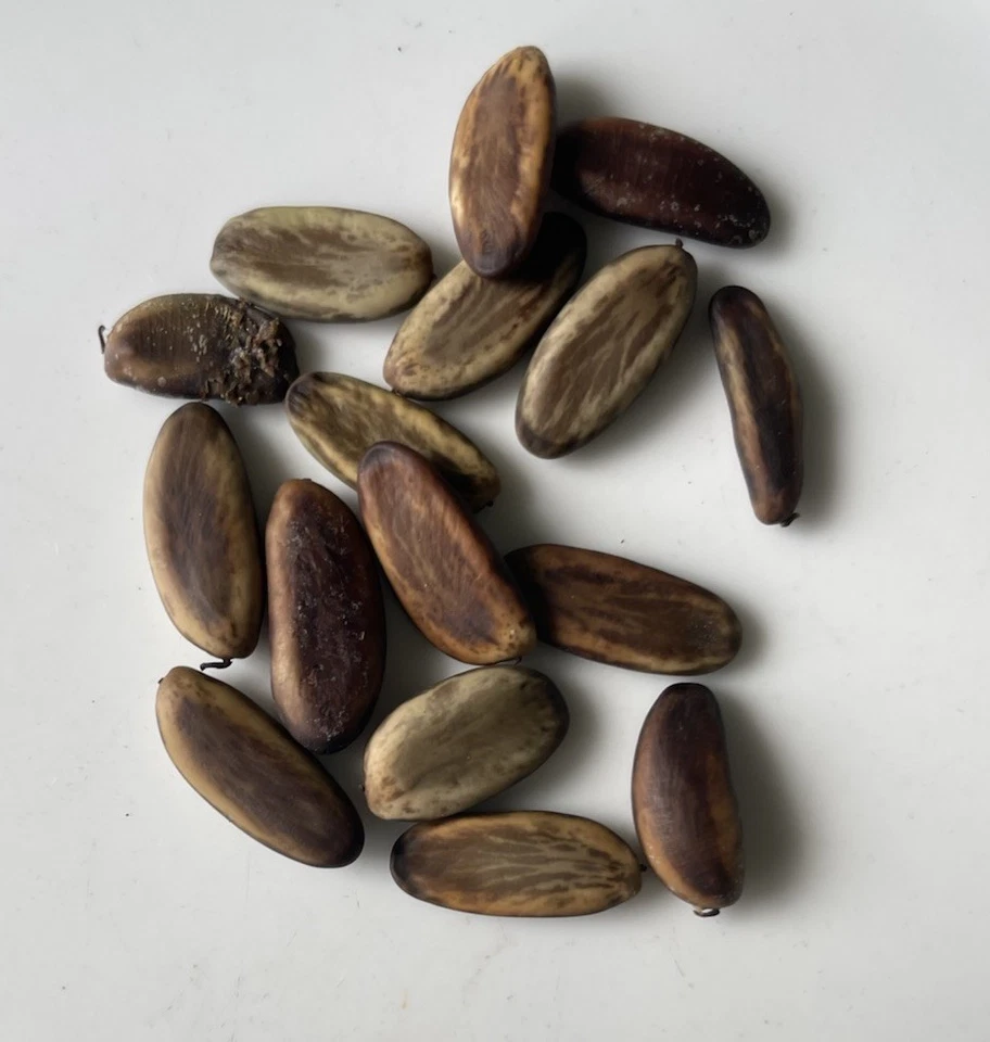 100 semillas de árbol extravagantes de llama roja fresca HAWAII Royal Poinciana Delonix Regia Foto 4 de 4