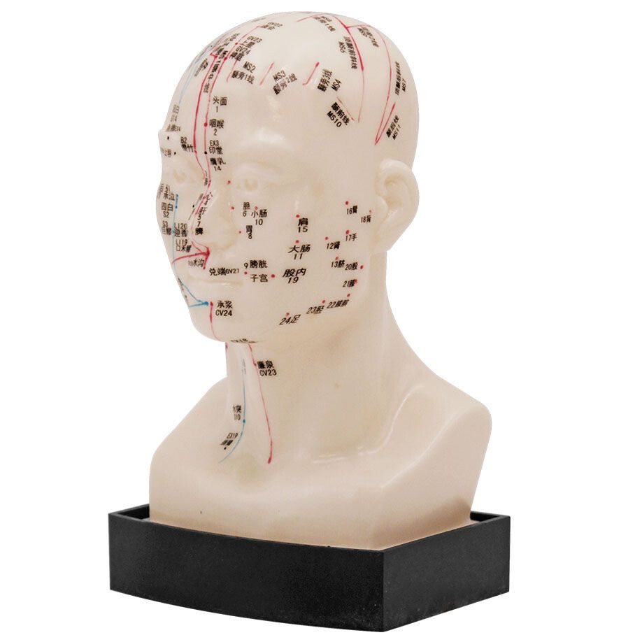Akupunkturmodell Menschlicher Kopf hautähnliche Lehrhilfe f. Akupunkturpunkte