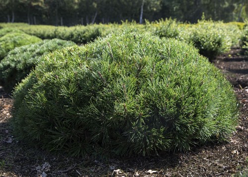Pinus mugo 'Pumilio', Bergkiefer, kompakt, 25–30 cm - Bild 8 von 10