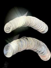Full Roll of 40 90% Silver BU Washington Quarters