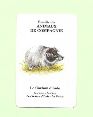 ELF/Antar Karte - Haustiere - Meerschweinchen