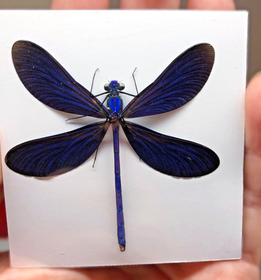 Calopteryx virgo  Demoiselle Damselfly 51mm 2.01'' Dragonfly insect  J109