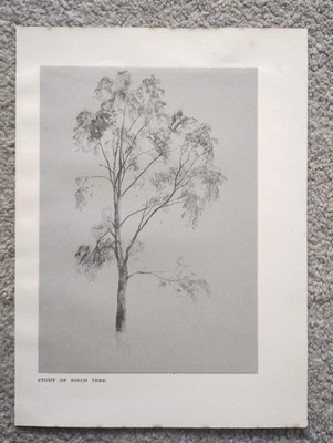 Studie einer Birke - antiker Druck - um 1910