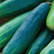 Cucumber Salad Slicer Seeds, 35+ Seeds Heirloom ~ Organic ~ Free Shipping