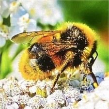 Bee on White Flowers Macro Color Nature Photograph - Flowers & Bee Subject