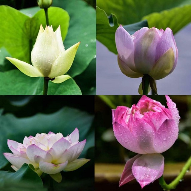 40X Lotus Flower LotusS Seeds Aquatic Plants Bowl Water