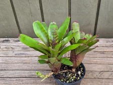 Neoregelia 'Pheasant'  rare  bromeliad 4''pot